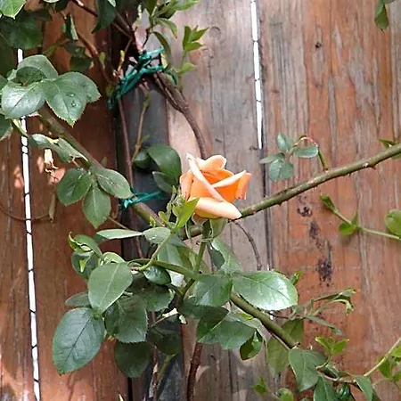 Le Maddalene Bed & Breakfast 3*
